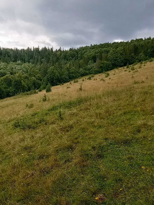 Земля в горах, земля в Карпатах. Ціна вказана за сотку.