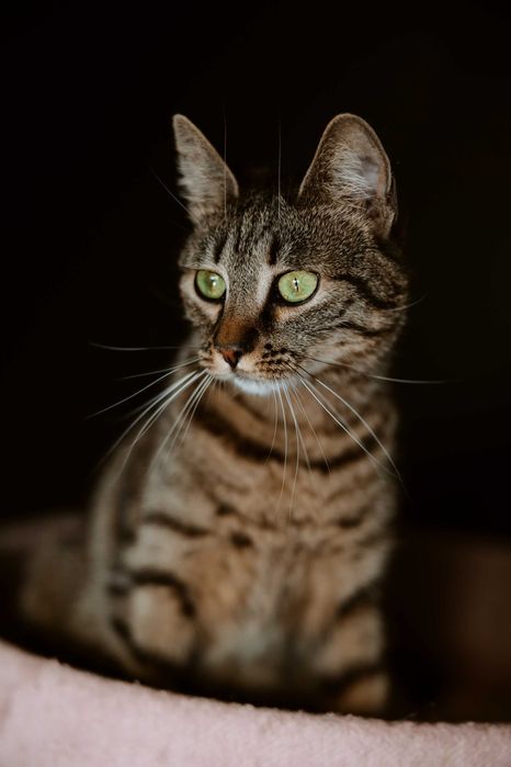 Rysia i Pysia czekają na domek, Blizniaczki Kocie.