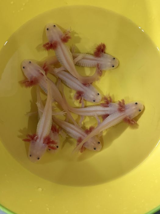 Peixes Axolotes Dirty Leucistic