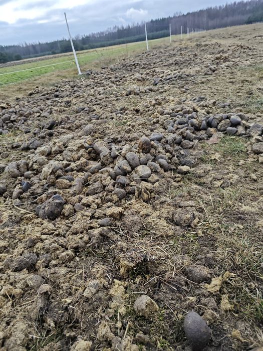 WYMIENIĘ czysty obornik koński na siano/paszę/słomę