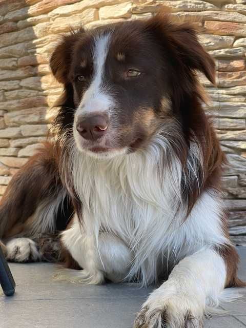 Border Collie Szczeniaczki