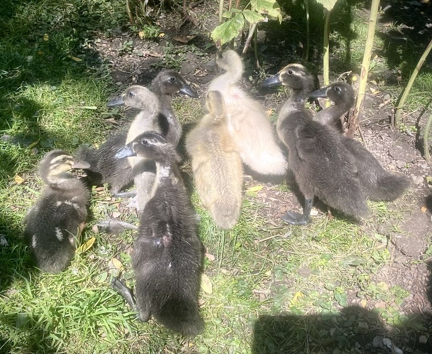 Jaja lęgowe biegusów