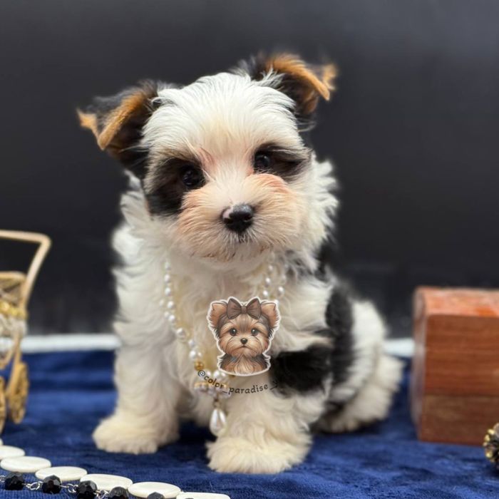 Цуценя Бівер Йорк