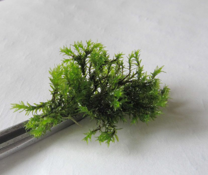 Аквариумные мхи -камерун, феникс, бабл, спайки, красный мох