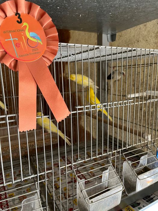 Llarguet 2025, aves premiadas