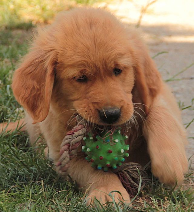 Chłopczyk  linii Amerykański Golden Retriever