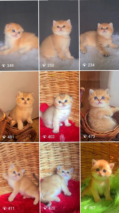 Золотая шиншилла котята