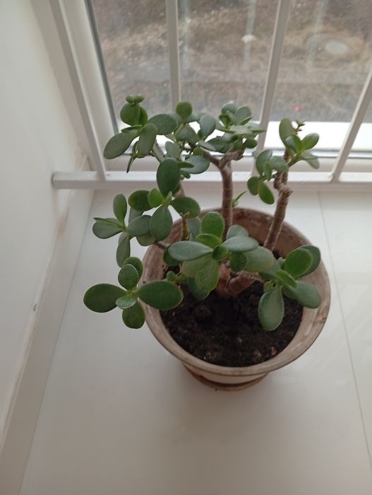 Вазонок Грошове дерево