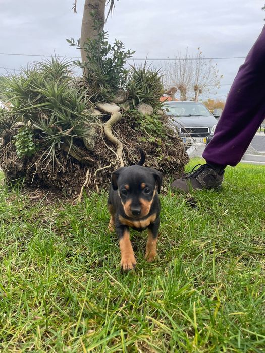 Pinscher Macho/ Fêmea
