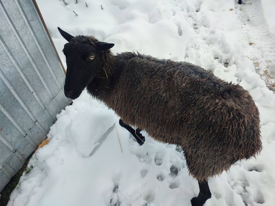 Продається вівці.