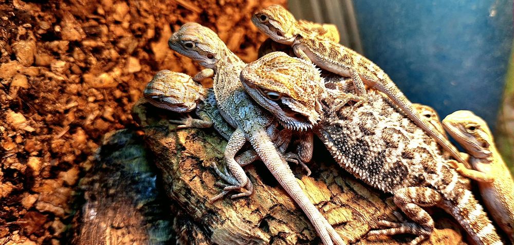 Agama brodata młode agamki Wołomin