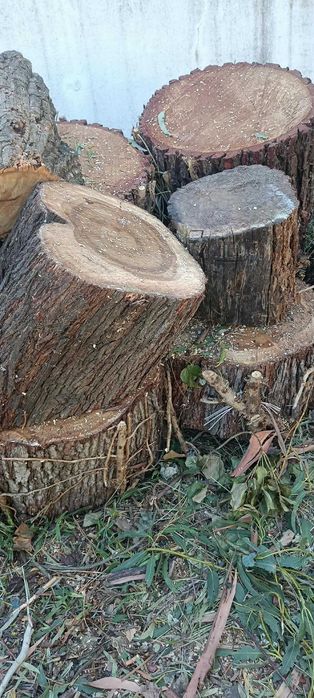 Selling Various Eucalyptus Tree Trunks428055224481239041