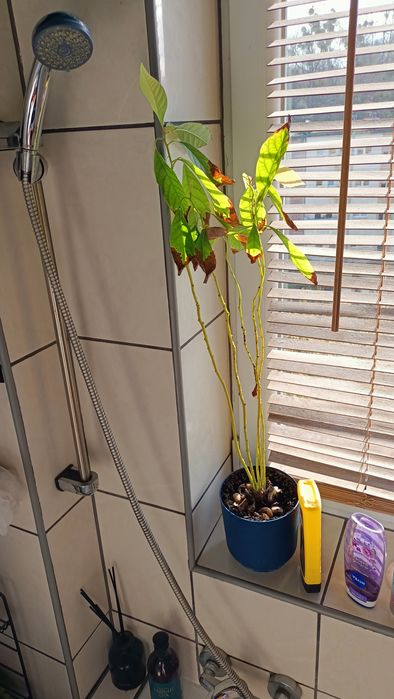 Słuchawka prysznicowa z wężem 150 cm