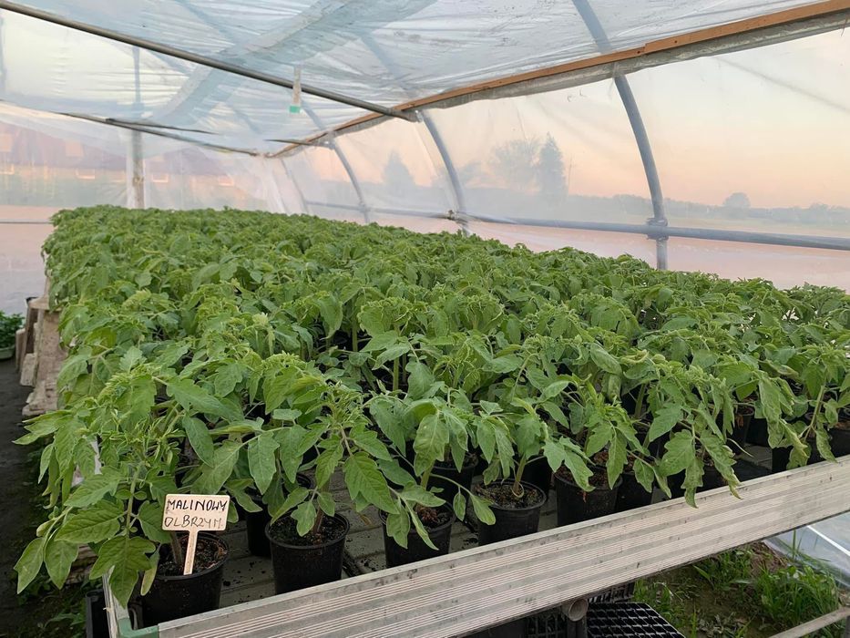 Sadzonki rozsada pomidory ogórki papryka