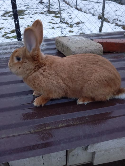 Кріль для в'язки