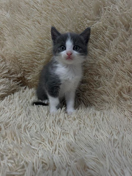 Кошенятка шукають дім