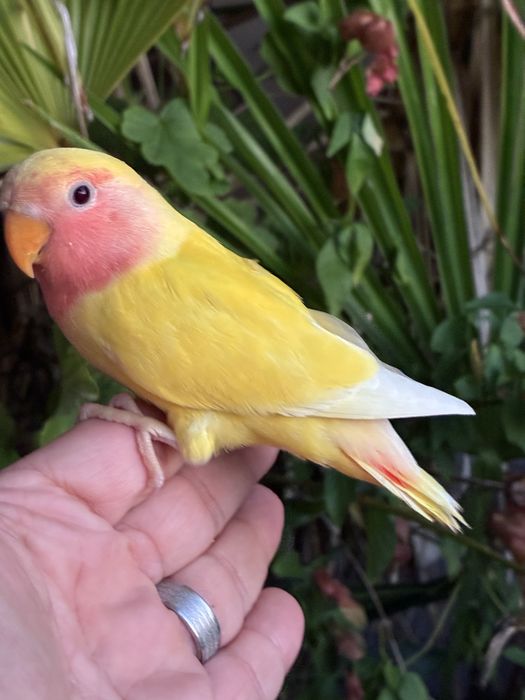 Agapornis domesticado