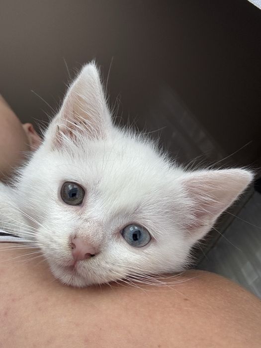 Кошенята у добрі руки