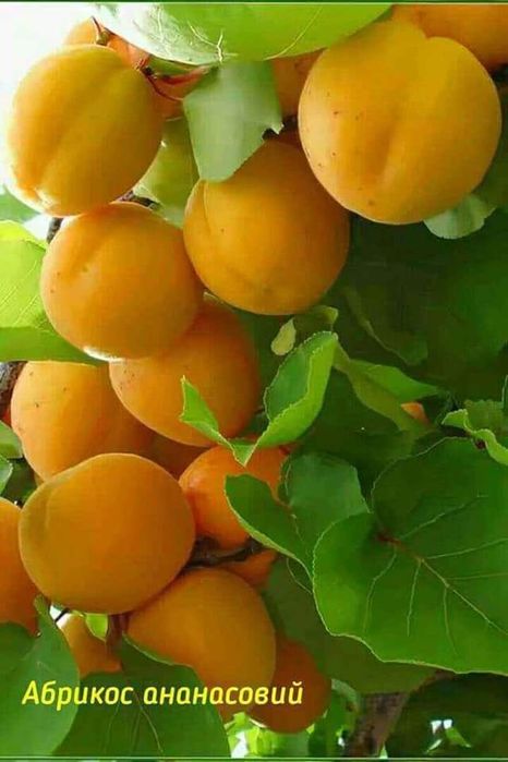 Саджанці плодових дерев ОПТОМ та в роздріб