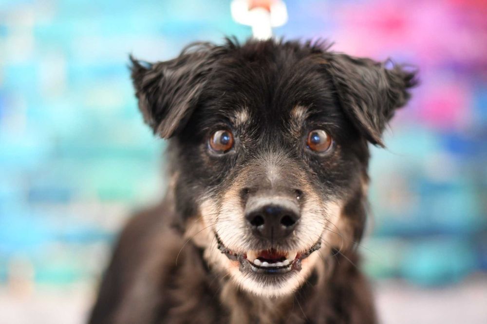 Mały Toluś szuka kochającego domku!