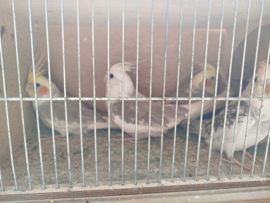 Papuga Nimfa samce samice