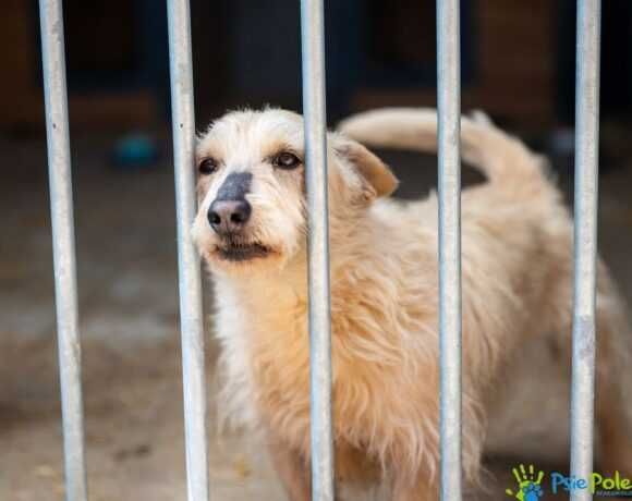 Pisak RICCI ogląda się za domkiem!