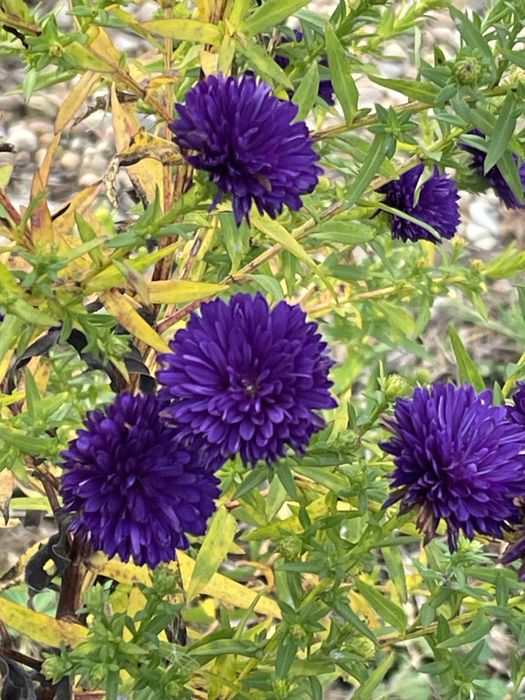 Marcinki jesienne wysokie i niskie