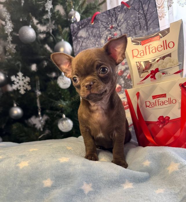 Шоколадний хлопчик Чихуахуа