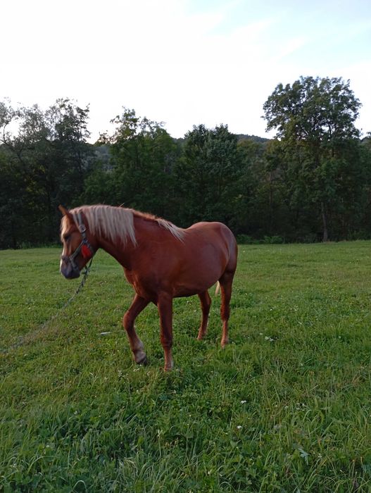 Коні на продаж робочі
