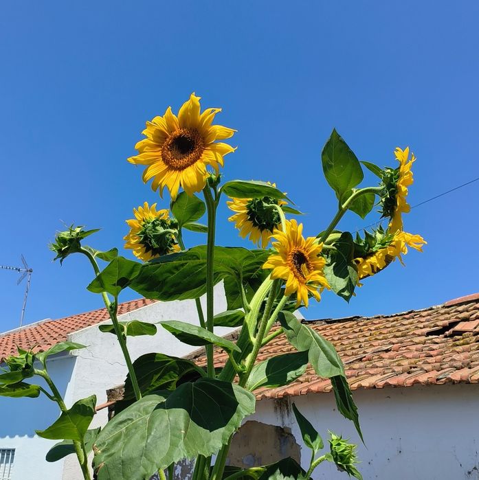 Sementes girassol Califórnia wonder