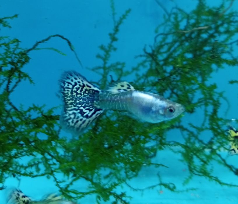 Guppies  Yellow Cobra