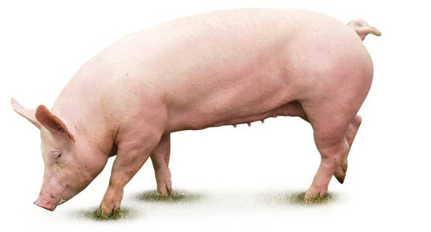 Tuczniki sprzedam