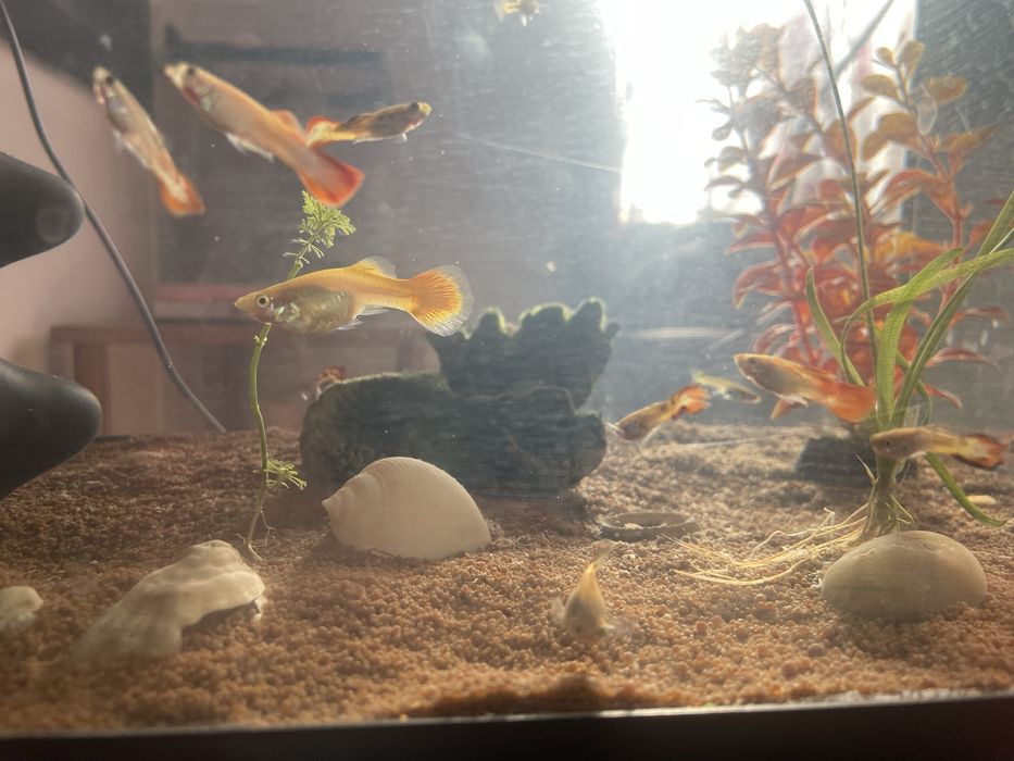 Guppy Peixe Saudáveis