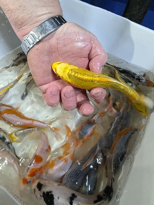 Koi karp karaś orfa lin złoty jesiotr sandacz amur