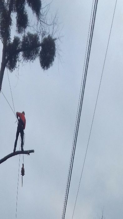 Wycinka i Przycinka Drzew Metodą Alpinistyczną