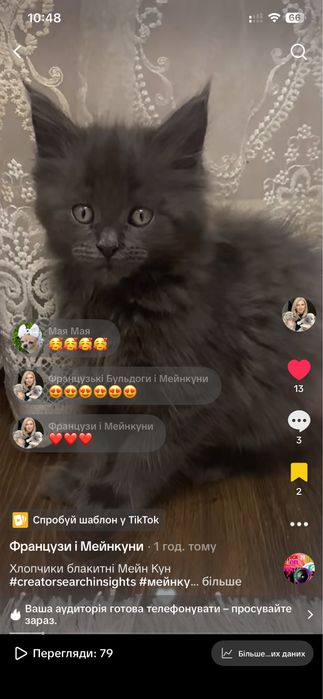 Мейнкун кошенята