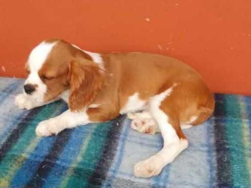 Cavalier King Charles Spaniel - SZCZENIAK piesek