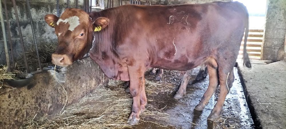 Sprzedam byczki Hereford