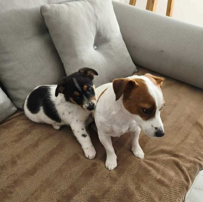 Собака Джек Рассел