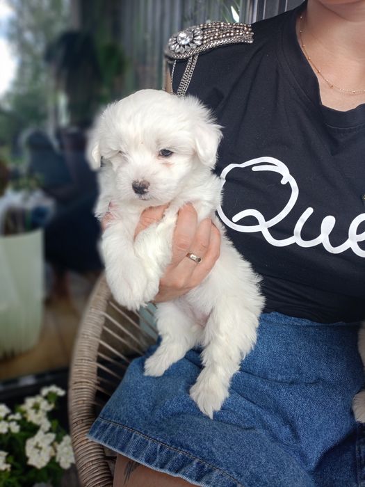 Szczeniak rasy Maltańczyk