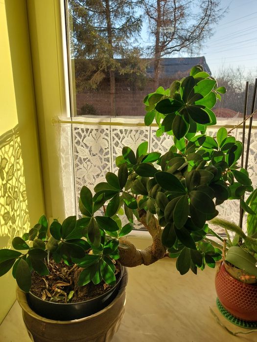 Bonsai Chiskie drzewko szczcia fikus rolina domowa Zawiercie Kromow   OLX.pl