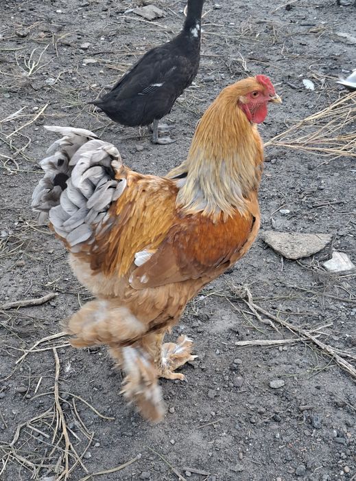 Brahma młode koguty