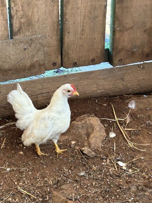 Galo raça seremas .