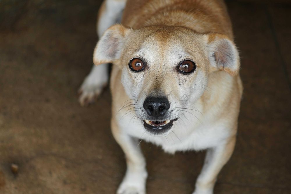 NAVIK - maleńki, staruszek czeka na dom