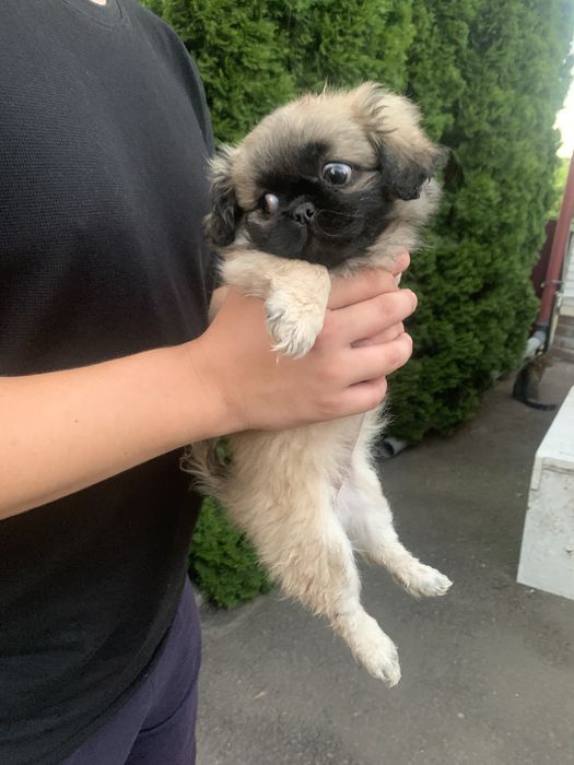 Продам цуценят Пекінесиків