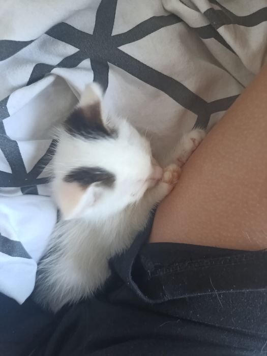 maly kotek okolo 3 miesiace