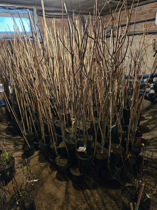 Paulownia (pawłownia) tomentosa