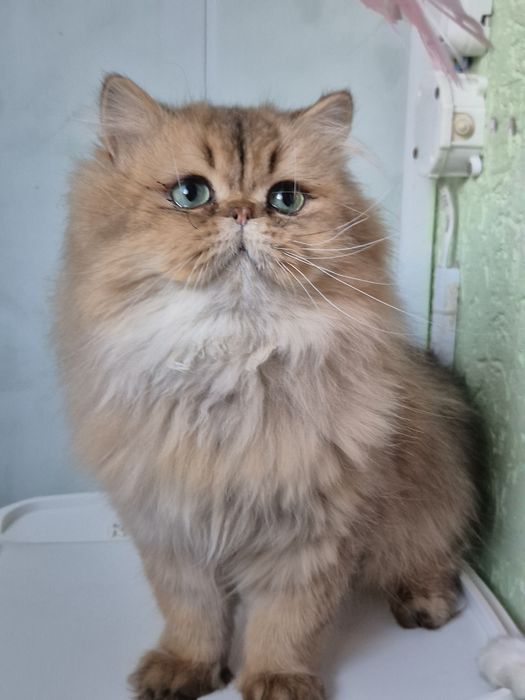 Золотий персидський котик