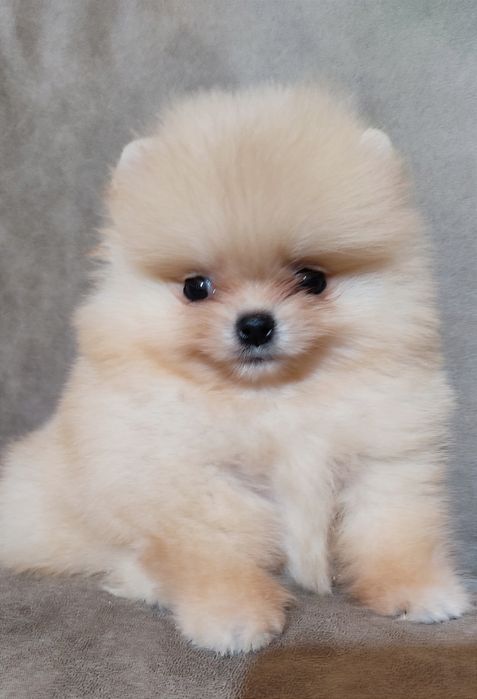 Померанский шпиц  КСУ/ FCI