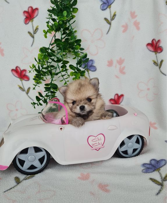 Estupendo mini mini 460g Lulu da Pomerânia/Spitz Alemão Anão de Qualidade
